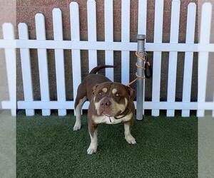 Mutt Dogs for adoption in Modesto, CA, USA