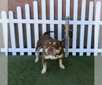 Small Mutt