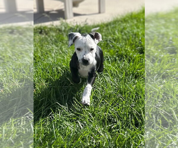Medium Photo #7 Mutt Puppy For Sale in Sandy, UT, USA