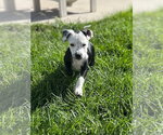 Small #6 Mutt