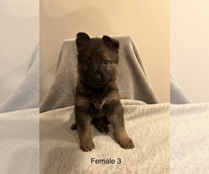 German Shepherd Dog Puppy for sale in RIVER GROVE, IL, USA