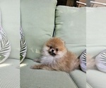 Small #3 Pomeranian