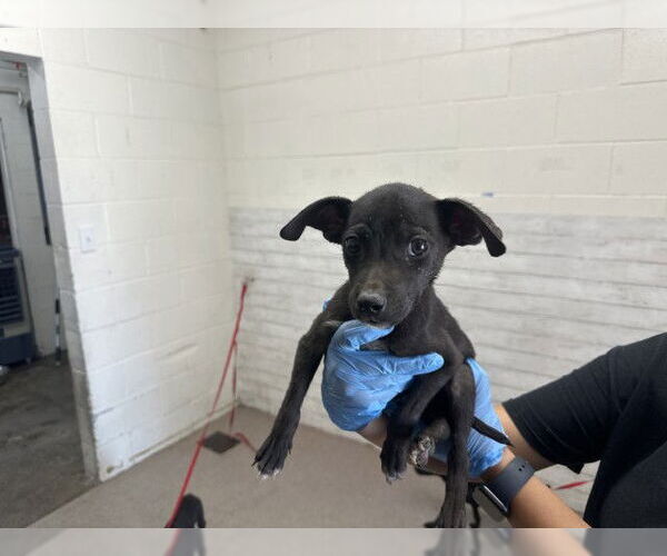Medium Photo #1 American Pit Bull Terrier-Unknown Mix Puppy For Sale in San Bernardino, CA, USA