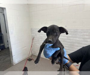 American Pit Bull Terrier-Unknown Mix Dogs for adoption in San Bernardino, CA, USA