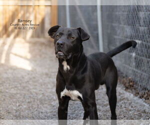Ramsey - Male Retriever -Unknown Mix Dog for Adoption - Photo #2