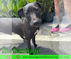 Santiago - Male Labrador Retriever-Unknown Mix Dog for Adoption - Photo #10