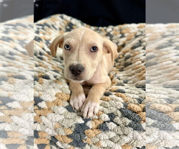 Medium Photo #12 Catahoula Leopard Dog-Unknown Mix Puppy For Sale in Oakhurst, NJ, USA