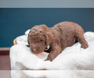 Goldendoodle Puppy for sale in COLONIAL HEIGHTS, VA, USA