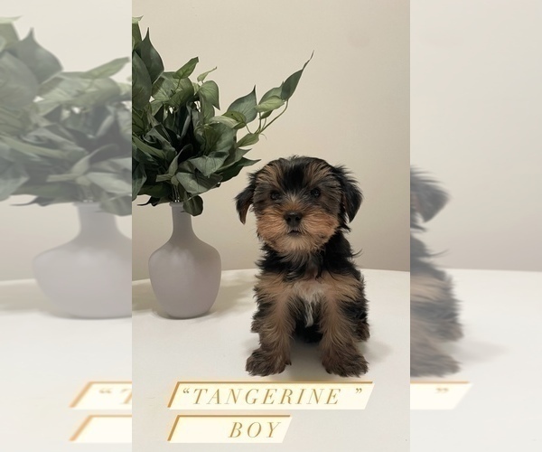 Full screen Photo #1 Yorkshire Terrier Puppy For Sale in CHESAPEAKE, VA, USA