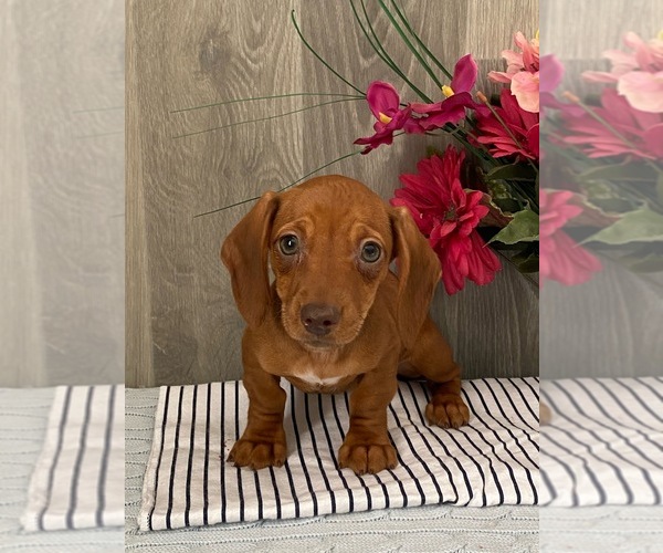 Medium Photo #1 Dachshund Puppy For Sale in SENECA FALLS, NY, USA