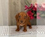 Small Photo #1 Dachshund Puppy For Sale in SENECA FALLS, NY, USA