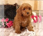 Small #3 Cavapoo