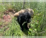Small Photo #13 Golden Labrador Puppy For Sale in PEYTON, CO, USA