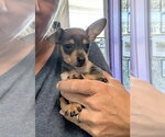 Astro - Male Chihuahua-Unknown Mix Dog for Adoption - Small photo