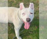 Small American Pit Bull Terrier