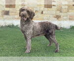 Small #1 Labradoodle