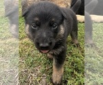 Small Photo #4 German Shepherd Dog Puppy For Sale in NEEDVILLE, TX, USA