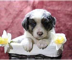 Australian Shepherd Puppy for sale in FREDERICKSBG, OH, USA