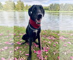 Small #11 Labrador Retriever Mix