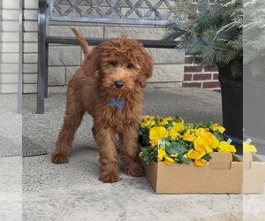 Goldendoodle Puppy for sale in WOLCOTT, IN, USA