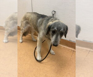 Pyrenees Husky Dogs for adoption in Martinez, CA, USA