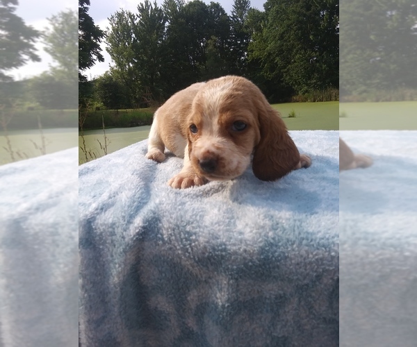 Medium Photo #16 Basset Hound Puppy For Sale in PETERSBURG, IN, USA
