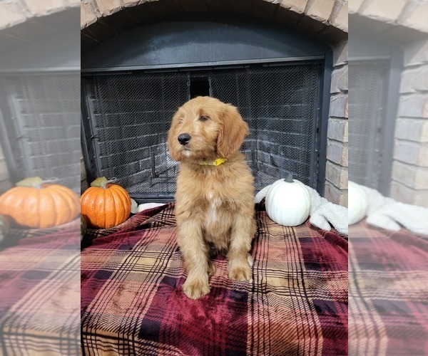 Medium Photo #3 Goldendoodle Puppy For Sale in AZLE, TX, USA