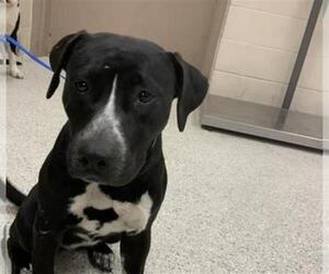American Pit Bull Terrier Dogs for adoption in Conroe, TX, USA