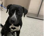 Small American Pit Bull Terrier