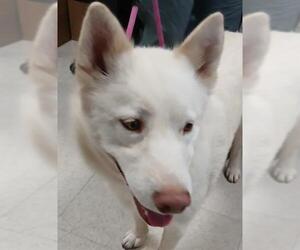 Siberian Husky Dogs for adoption in Lodi, CA, USA