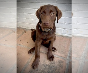 Labrador Retriever Puppy for Sale in CORPUS CHRISTI, Texas USA