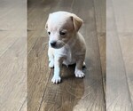 Small #2 Chiweenie-Poodle (Toy) Mix