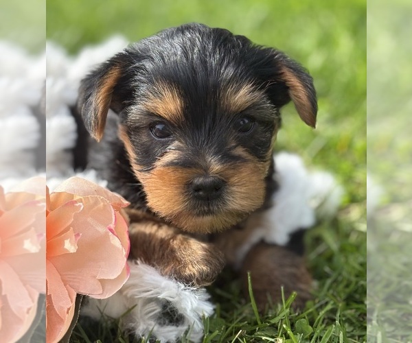 Medium Photo #2 Yorkshire Terrier Puppy For Sale in ROCK STREAM, NY, USA