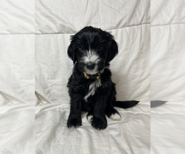 Medium Photo #3 Aussiedoodle Puppy For Sale in KATY, TX, USA