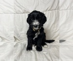 Small Photo #3 Aussiedoodle Puppy For Sale in KATY, TX, USA