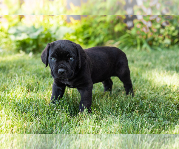 Medium Photo #20 Cane Corso Puppy For Sale in WAKARUSA, IN, USA