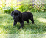Small Photo #20 Cane Corso Puppy For Sale in WAKARUSA, IN, USA