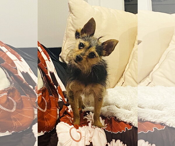 Medium Photo #5 Mutt Puppy For Sale in Arlington, VA, USA