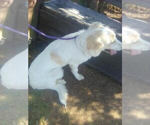 Amelia - Female Great Pyrenees Dog for Adoption - Photo #6