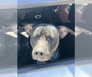 American Staffordshire Terrier Dogs for adoption in Fort Lauderdale, FL, USA