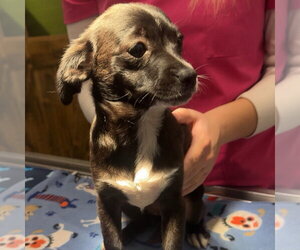 Mutt Dogs for adoption in Chico, CA, USA