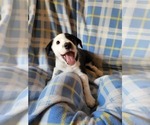 Small Photo #1 Border Collie Puppy For Sale in RAMAH, CO, USA