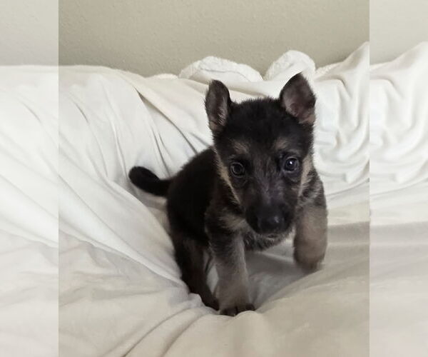 Medium Photo #5 German Shepherd Dog-Unknown Mix Puppy For Sale in McKinney, TX, USA