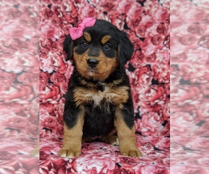 Bernese Mountain Dog-Unknown Mix Puppy for sale in AIRVILLE, PA, USA