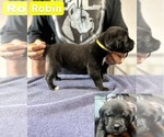 Puppy Robin Cane Corso
