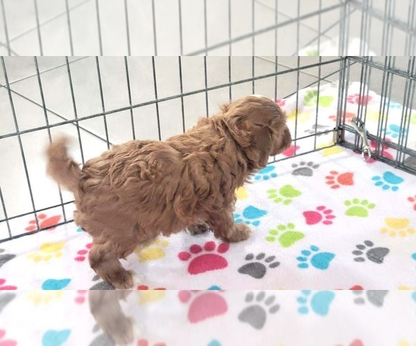 Medium Photo #10 Cavapoo (Miniature)-Poodle (Toy) Mix Puppy For Sale in ORO VALLEY, AZ, USA