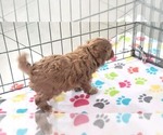 Small #9 Cavapoo (Miniature)-Poodle (Toy) Mix