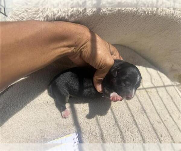 Medium Photo #1 Cocker Spaniel-Unknown Mix Puppy For Sale in Houston, TX, USA