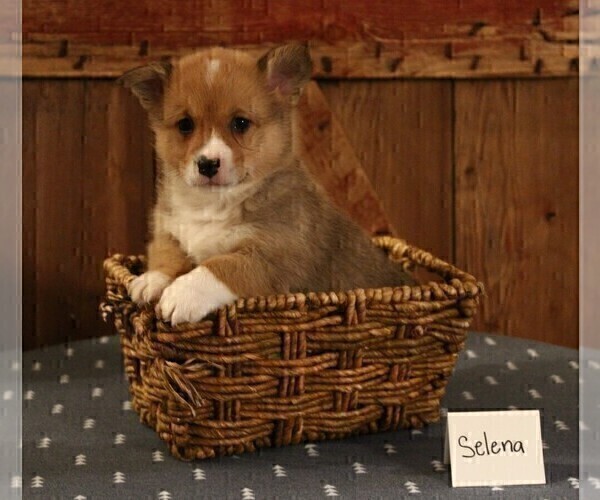 Medium Photo #2 Pembroke Welsh Corgi Puppy For Sale in NORTH MANCHESTER, IN, USA