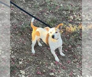 Mutt Dogs for adoption in Riverside, CA, USA